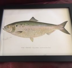 ARCHIVES-Springtime Shad Return