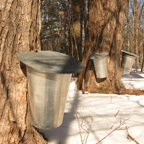 ARCHIVES-Maple Sugaring - A New England Tradition.